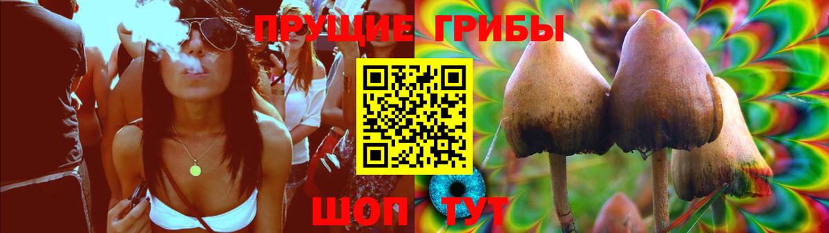 Псилоцибиновые грибы Psilocybe Минусинск